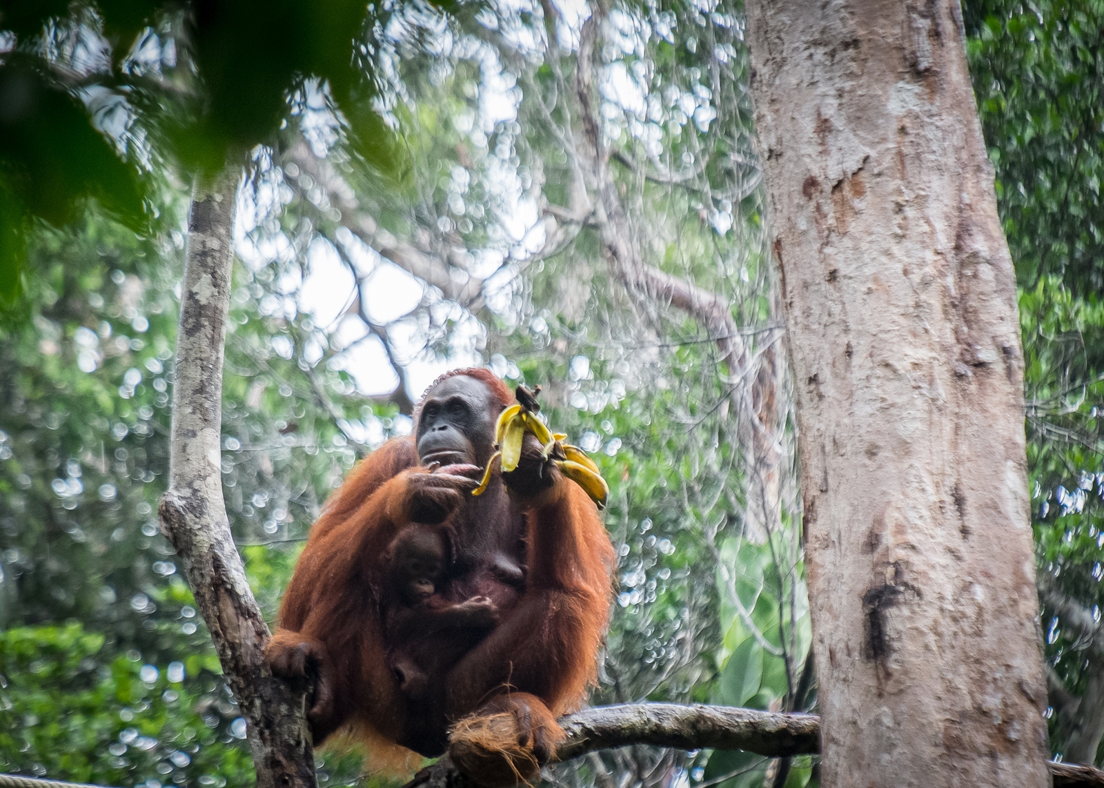 borneo wildlife trip