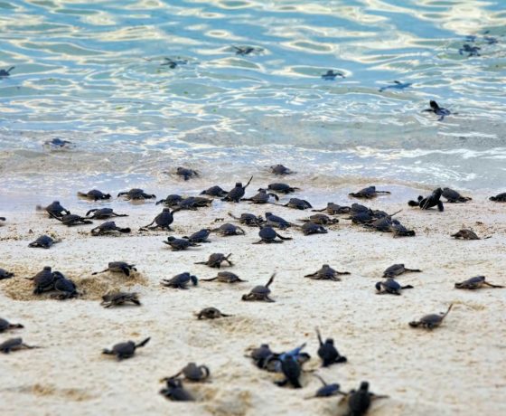 borneo turtle island tour
